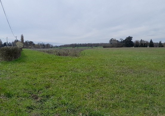 ST ANTOINE DU ROCHER - Boisement de terre agricole ou friche