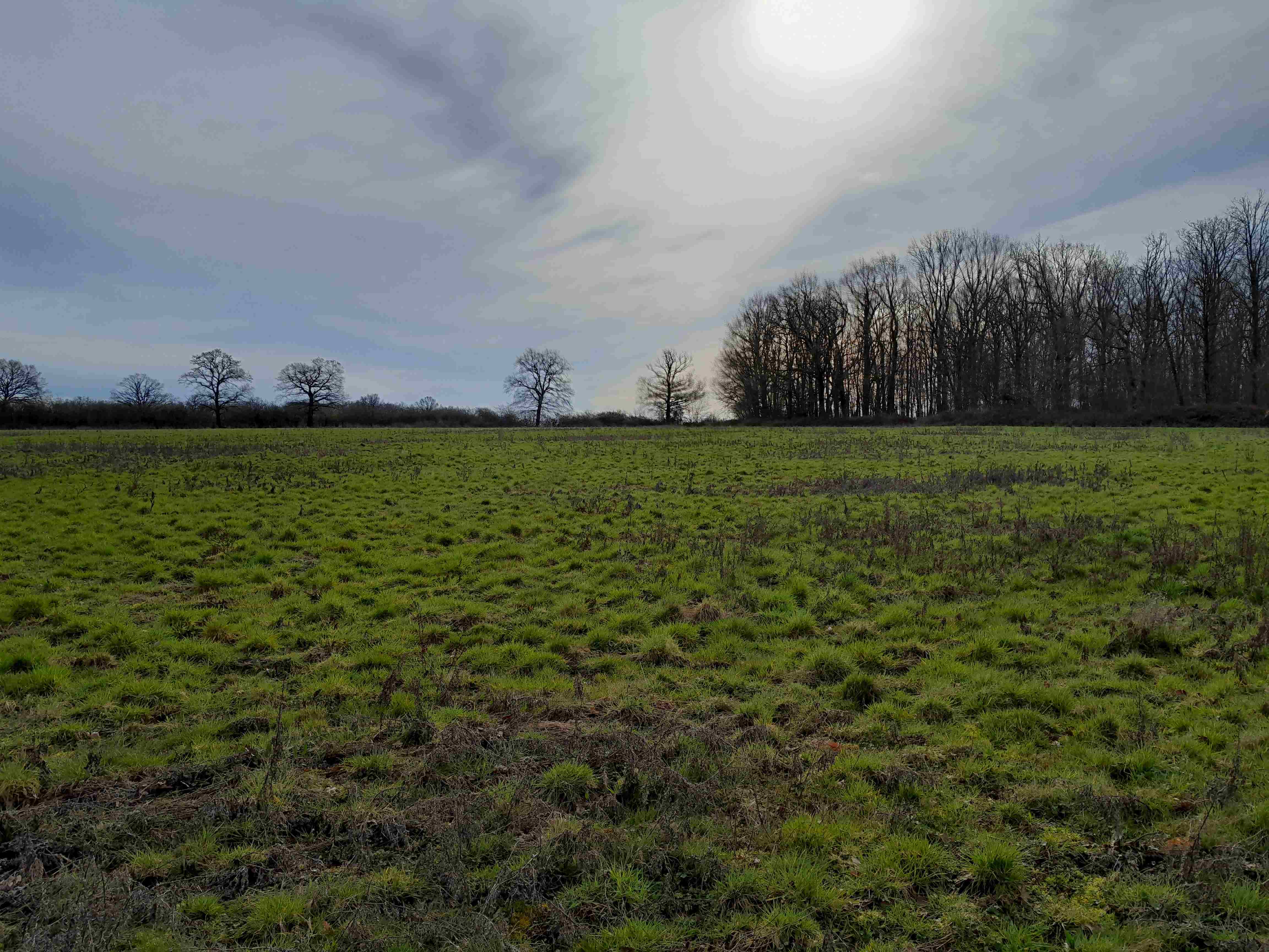 Saint Chartier Boisement - Boisement de terre agricole ou friche
